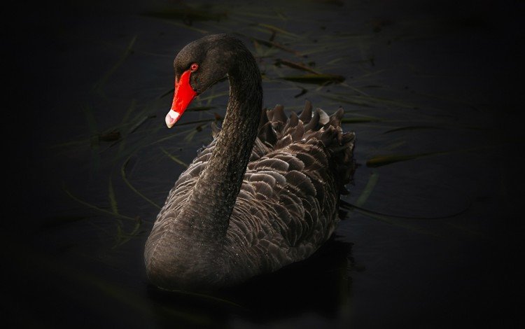 озеро, крылья, птица, клюв, темнота, лебедь, крупным планом, черный лебедь, lake, wings, bird, beak, darkness, swan, closeup, black swan