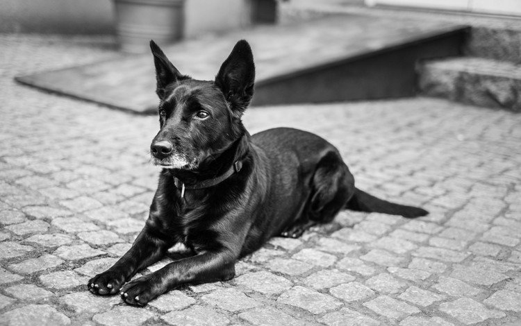мордочка, взгляд, чёрно-белое, собака, лапки, брусчатка, muzzle, look, black and white, dog, legs, pavers