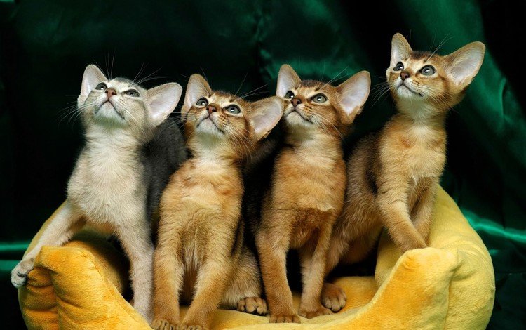 мордочка, взгляд, кошки, котята, абиссинская кошка, глядя вверх, muzzle, look, cats, kittens, abyssinian cat