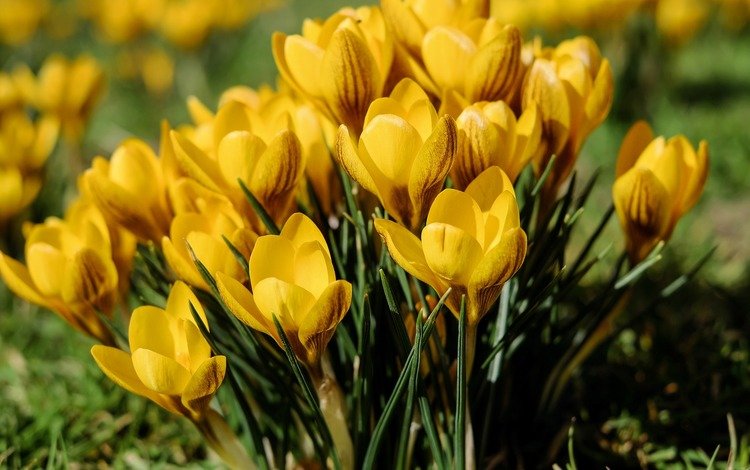 цветы, бутоны, лепестки, весна, желтые, крокусы, шафран, flowers, buds, petals, spring, yellow, crocuses, saffron