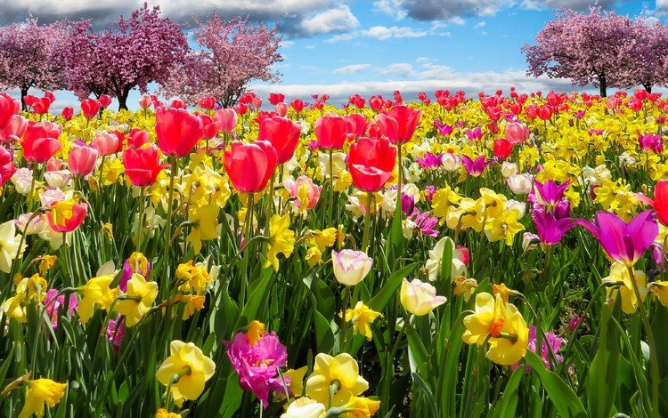 небо, цветы, облака, бутоны, лепестки, весна, тюльпаны, нарциссы, the sky, flowers, clouds, buds, petals, spring, tulips, daffodils