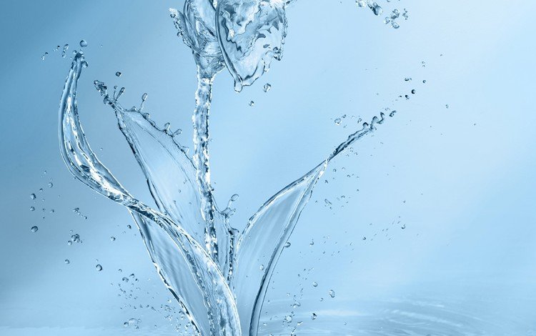 вода, цветок, капли, брызги, голубой фон, капли воды, water, flower, drops, squirt, blue background, water drops