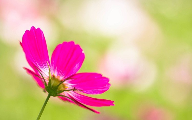 цветок, лепестки, размытость, розовый, космея, flower, petals, blur, pink, kosmeya