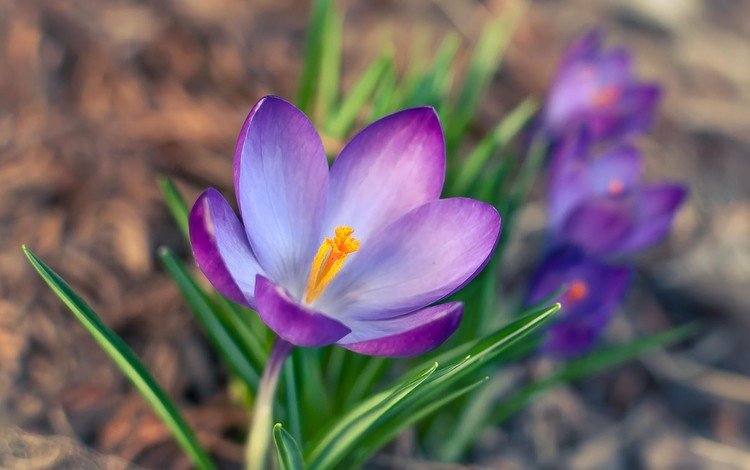 цветы, лепестки, весна, крокус, шафран, flowers, petals, spring, krokus, saffron