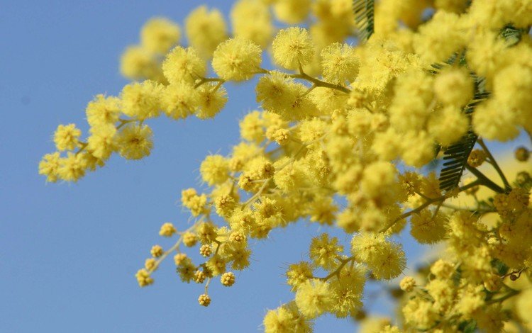 цветы, весна, желтые, акация, мимоза, акация серебристая, flowers, spring, yellow, acacia, mimosa, acacia silver