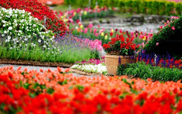цветы, бутоны, парк, лепестки, сад, клумбы, flowers, buds, park, petals, garden, beds