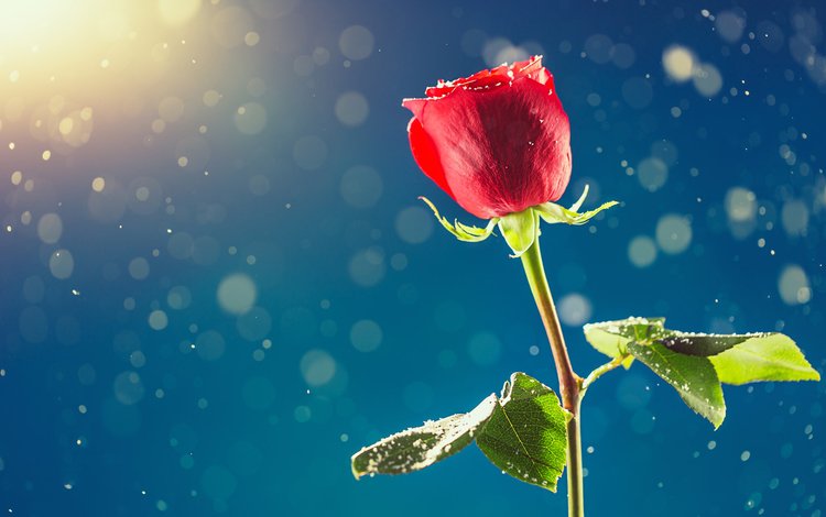 снег, цветок, роза, бутон, красная роза, день влюбленных, snow, flower, rose, bud, red rose, valentine's day