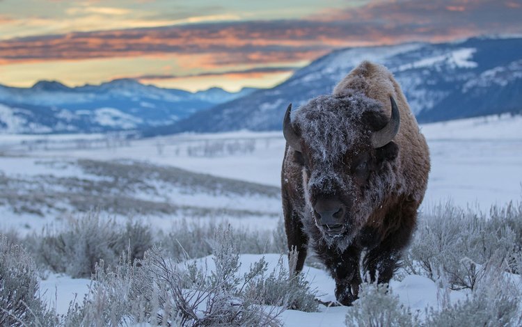 горы, снег, зима, бизон, зубр, mountains, snow, winter, buffalo, bison