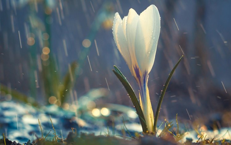 цветок, белый, бутон, весна, дождь, крокус, капли дождя, flower, white, bud, spring, rain, krokus