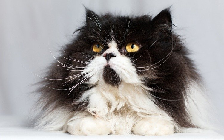 кот, мордочка, усы, кошка, взгляд, пушистая, персидская кошка, cat, muzzle, mustache, look, fluffy, persian cat