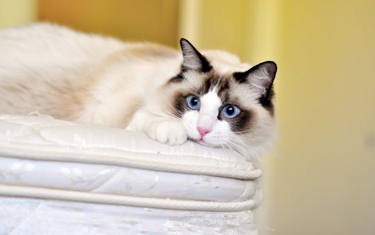 кот, кошка, взгляд, голубые глаза, рэгдолл, cat, look, blue eyes, ragdoll