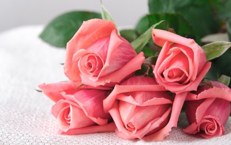 цветы, бутоны, розы, лепестки, букет, розовые розы, flowers, buds, roses, petals, bouquet, pink roses