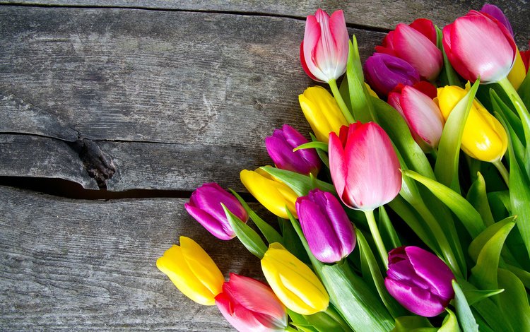 цветы, бутоны, лепестки, разноцветные, тюльпаны, деревянная поверхность, flowers, buds, petals, colorful, tulips, wooden surface