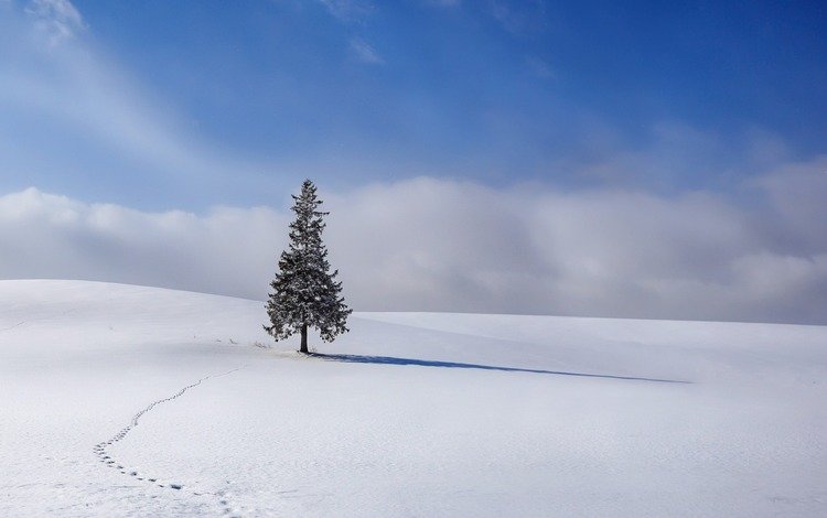 небо, облака, снег, елка, зима, ель, следы, the sky, clouds, snow, tree, winter, spruce, traces