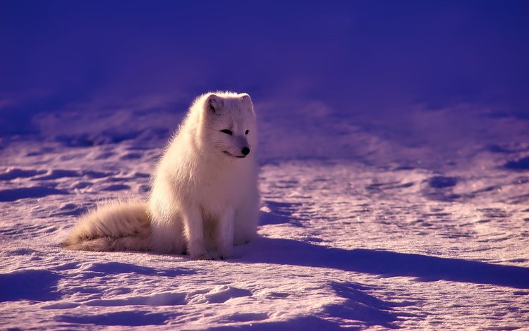снег, зима, тени, песец, солнечный свет, полярная лисица, арктическая лиса, snow, winter, shadows, fox, sunlight, polar fox, arctic fox