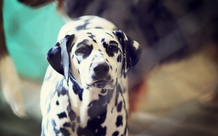 мордочка, взгляд, собака, далматин, уши, далматинец, muzzle, look, dog, dalmatian, ears, dalmatians