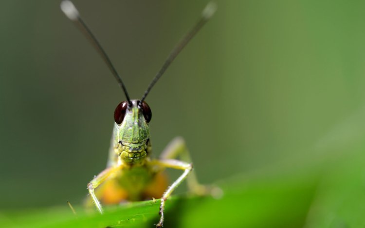 глаза, насекомое, размытость, усики, кузнечик, лапки, травинка, eyes, insect, blur, antennae, grasshopper, legs, a blade of grass