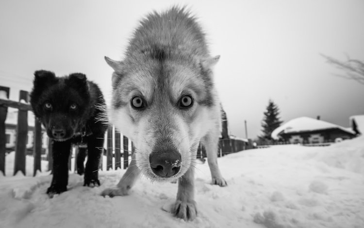 снег, зима, мордочка, взгляд, чёрно-белое, собаки, snow, winter, muzzle, look, black and white, dogs