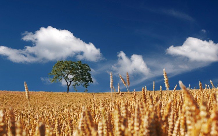 небо, облака, дерево, поле, горизонт, колосья, пшеница, пшеничное поле, the sky, clouds, tree, field, horizon, ears, wheat, wheat field