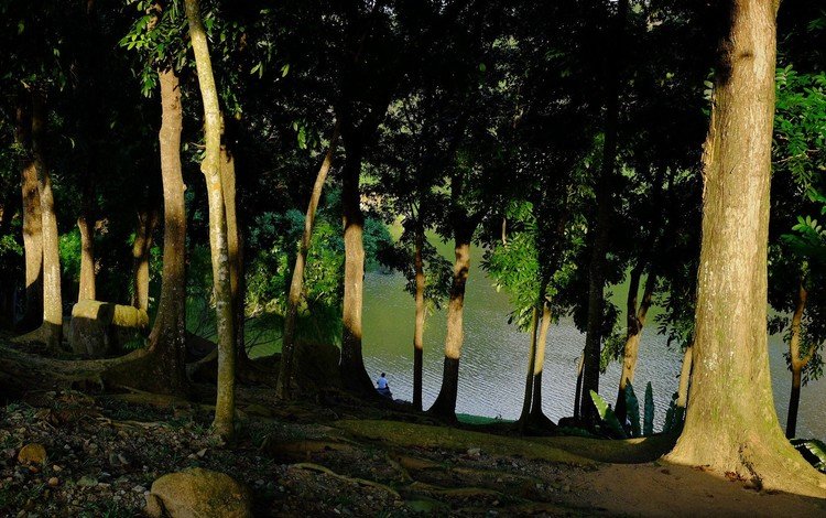 деревья, озеро, берег, стволы, мужчина, тени, солнечный свет, trees, lake, shore, trunks, male, shadows, sunlight