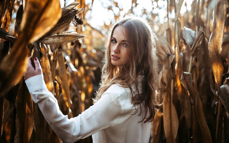 девушка, портрет, взгляд, волосы, кукуруза, лицо, кукурузное поле, girl, portrait, look, hair, corn, face