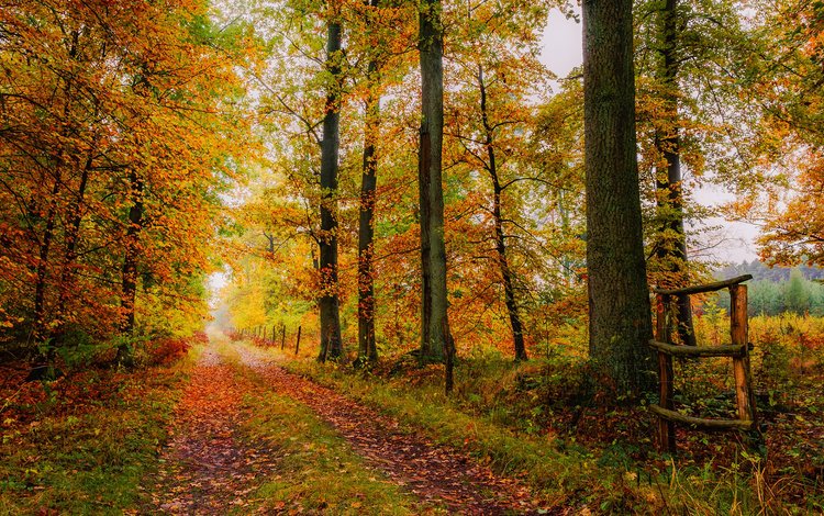 дорога, деревья, природа, листья, осень, road, trees, nature, leaves, autumn