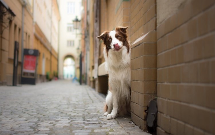 мордочка, взгляд, стена, собака, улица, бордер-колли, muzzle, look, wall, dog, street, the border collie