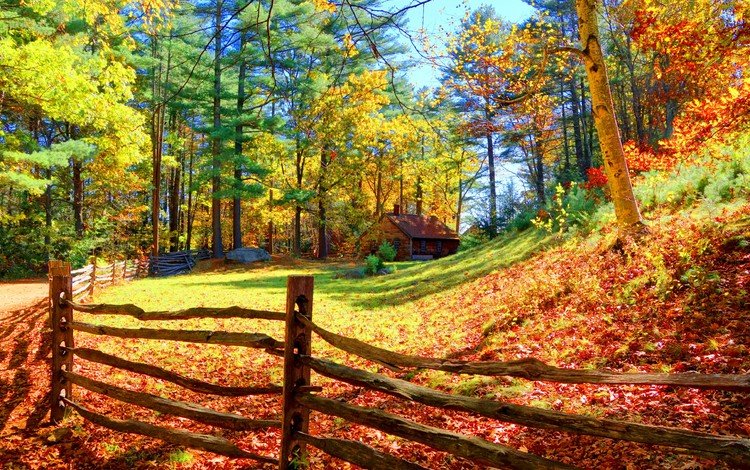 деревья, лес, пейзаж, осень, забор, домик, солнечный свет, trees, forest, landscape, autumn, the fence, house, sunlight