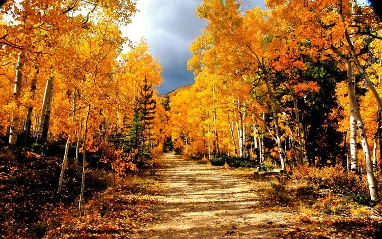 дорога, деревья, лес, березы, осень, road, trees, forest, birch, autumn