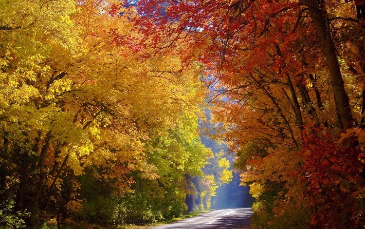 дорога, деревья, лес, осень, солнечный свет, road, trees, forest, autumn, sunlight