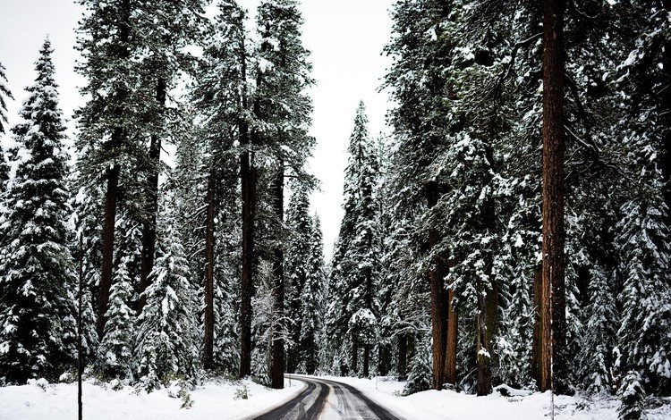 дорога, деревья, снег, лес, зима, хвойный лес, road, trees, snow, forest, winter, coniferous forest