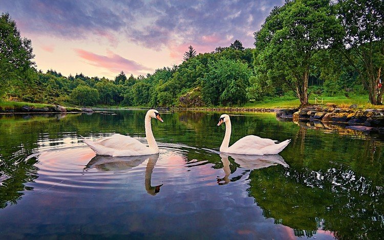 озеро, лебедь-шипун, природа, отражение, птица, клюв, перья, лебеди, белый лебедь, lake, nature, reflection, bird, beak, feathers, swans, white swan