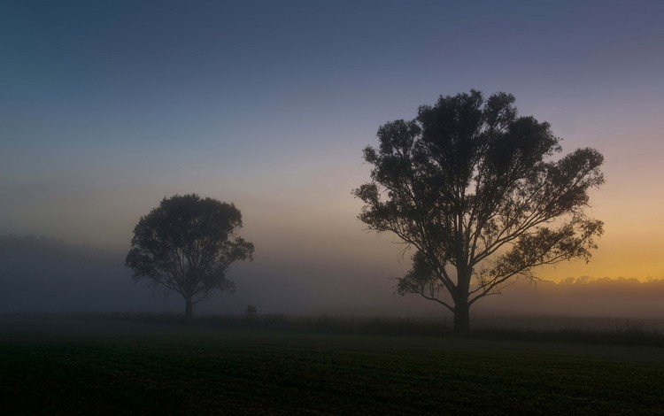 деревья, утро, туман, поле, рассвет, лето, trees, morning, fog, field, dawn, summer