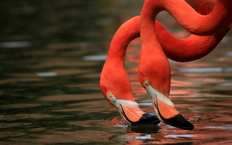 вода, фламинго, птицы, клюв, шея, дуэт, water, flamingo, birds, beak, neck, duo