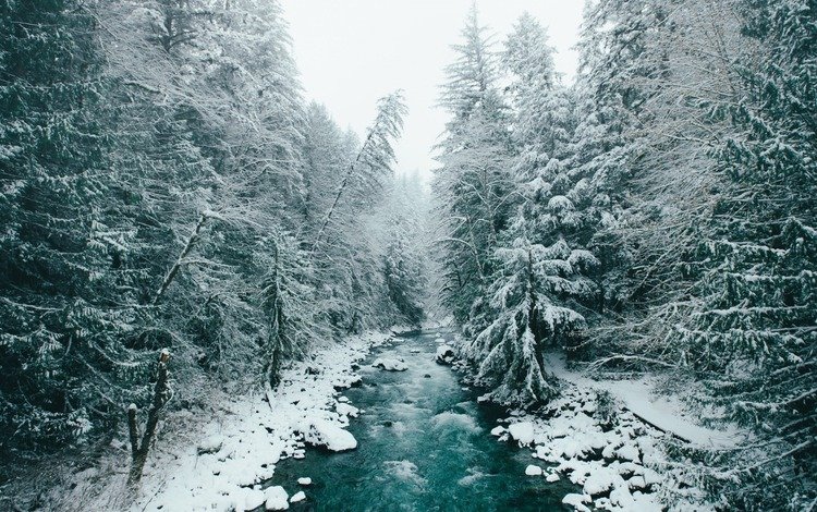 деревья, река, снег, природа, лес, зима, trees, river, snow, nature, forest, winter