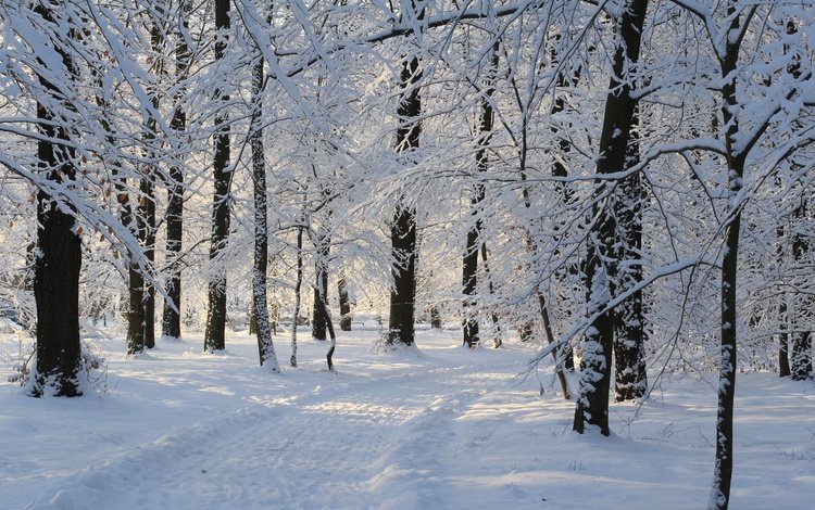 деревья, снег, зима, парк, дорожка, ветки, иней, trees, snow, winter, park, track, branches, frost