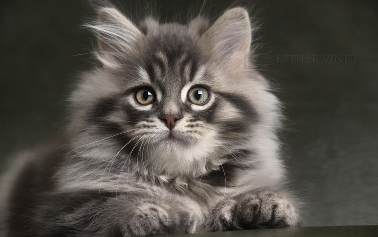 кот, мордочка, кошка, взгляд, котенок, пушистый, серый, малыш, лапки, legs, cat, muzzle, look, kitty, fluffy, grey, baby