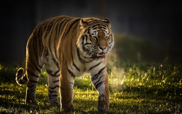 тигр, кошка, хищник, большая кошка, tiger, cat, predator, big cat