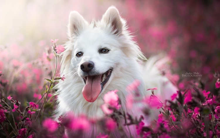 морда, цветы, собака, радость, язык, боке, face, flowers, dog, joy, language, bokeh