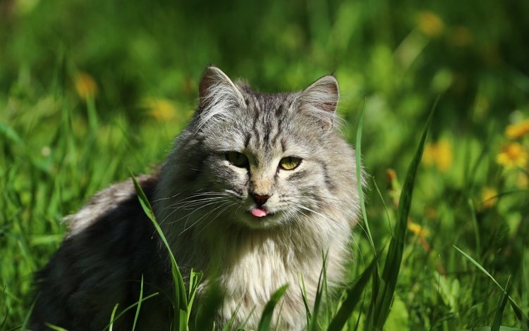 глаза, трава, кот, кошка, взгляд, язык, eyes, grass, cat, look, language