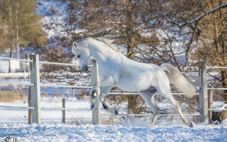 лошадь, снег, зима, белый, конь, загон, грация, (с) oliverseitz, horse, snow, winter, white, corral, grace, (c) oliverseitz
