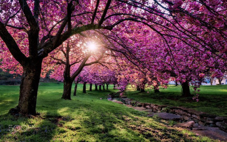 деревья, цветение, парк, ветки, весна, сакура, солнечный свет, trees, flowering, park, branches, spring, sakura, sunlight