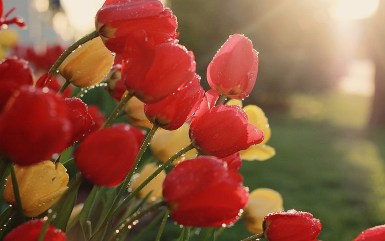 цветы, бутоны, весна, тюльпаны, капельки росы, flowers, buds, spring, tulips, drops of dew