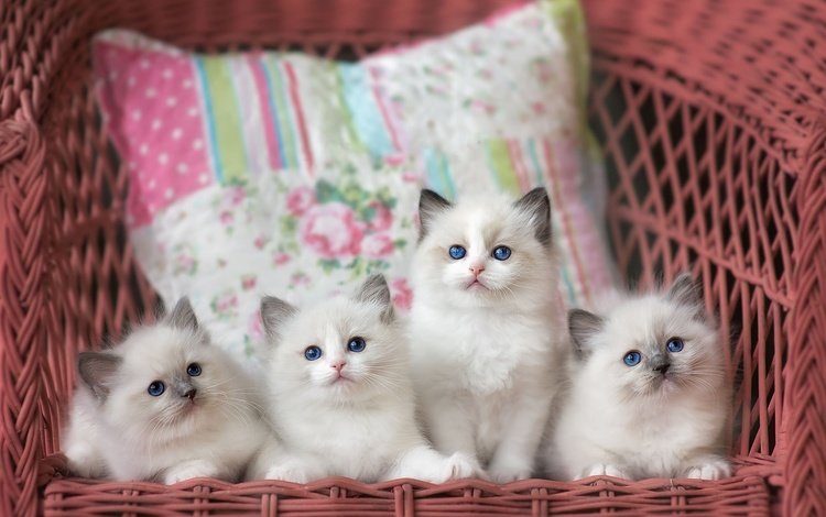 коты, милашки, кресло, котята.кошки, кошки, пика, мими, котята, ооо, компания, подушка, голубоглазые, рэгдолл, ragdoll, cats, cuties, chair, kittens.cats, peak, mimi, kittens, ooo, company, pillow, blue-eyed