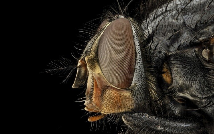 глаза, макро, насекомое, черный фон, муха, крупным планом, eyes, macro, insect, black background, fly, closeup