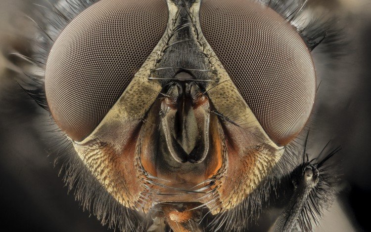 глаза, макро, насекомые, муха, крупным планом, eyes, macro, insects, fly, closeup