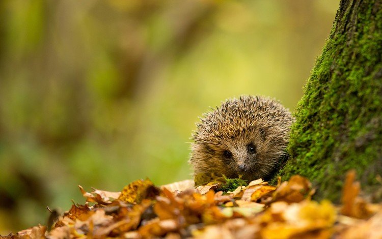 природа, листья, осень, размытость, мох, ежик, еж, nature, leaves, autumn, blur, moss, hedgehog