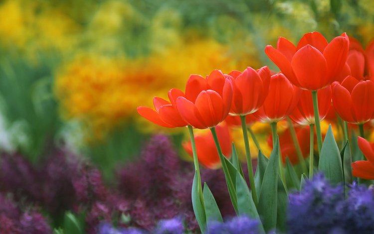 цветы, бутоны, размытость, весна, тюльпаны, flowers, buds, blur, spring, tulips