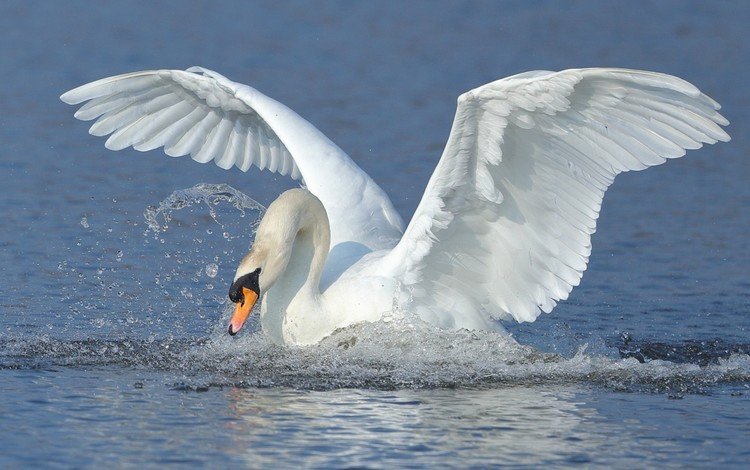 вода, крылья, брызги, птица, взмах, лебедь, water, wings, squirt, bird, stroke, swan