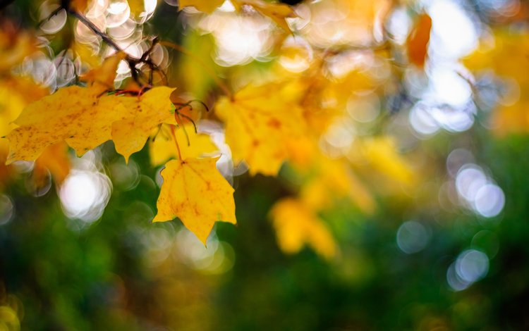 листья, макро, осень, кленовый лист, боке, leaves, macro, autumn, maple leaf, bokeh
